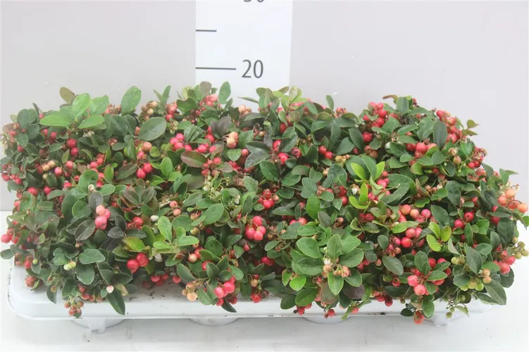 Gaultheria Procumb črepník 11 cm