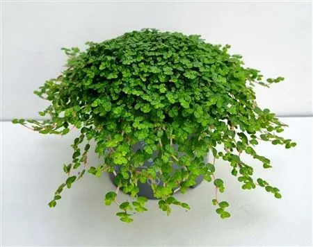 Soleirolia So Groen črepník 9 cm