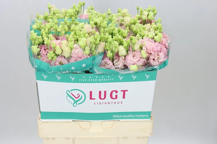 Eust Du Alissa L Pink 70 cm