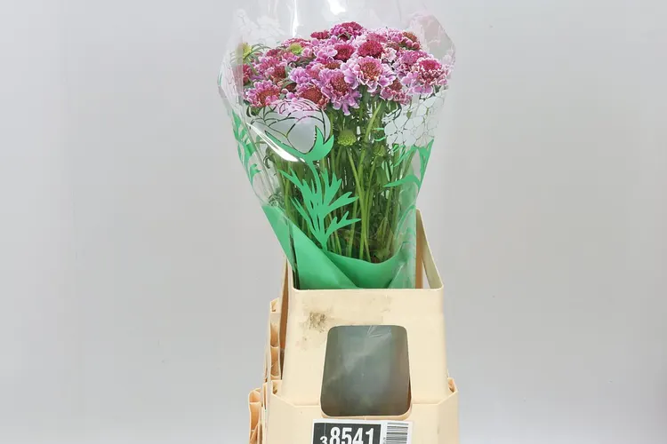Scabiosa Atr Marshmallow Improved 70 cm