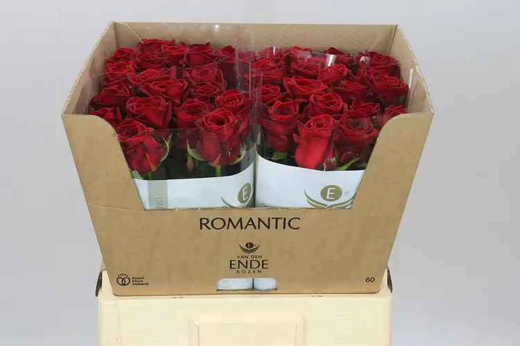 Rosa Gr Red Naomi Ende Romantic 60 cm