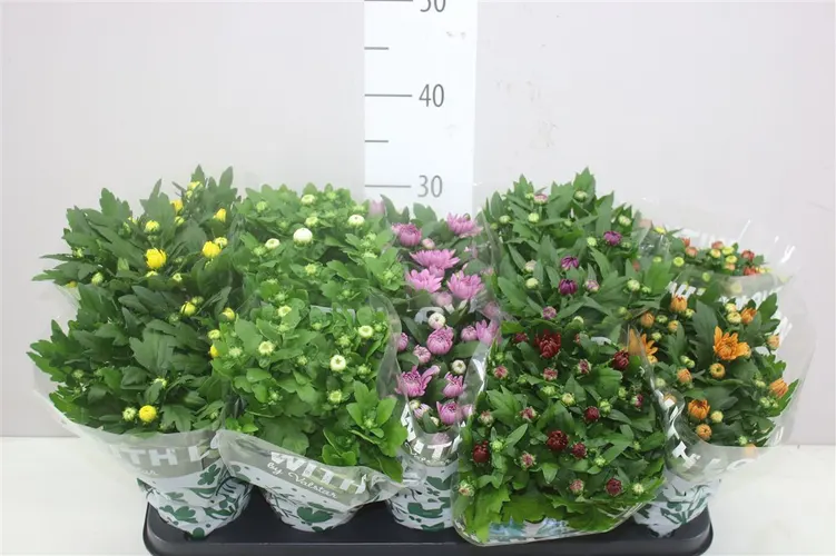 Chrysanth Gemengd Gevuld črepník 12 cm