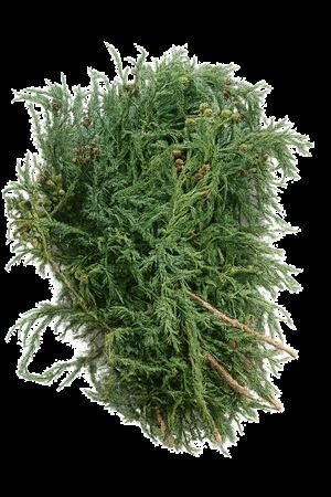 Cryptomeria