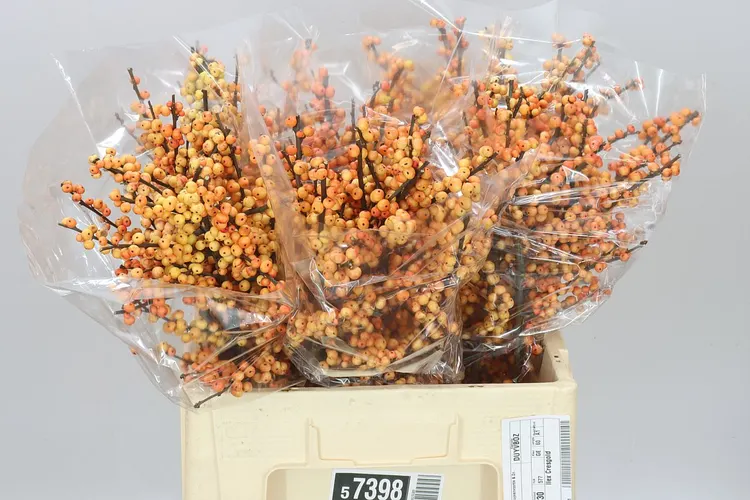 Ilex Cresgold 60 cm