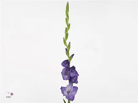 Glad. Purple 120 cm