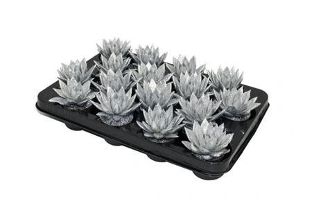 Echeveria Silver + Glitter črepník 6 cm