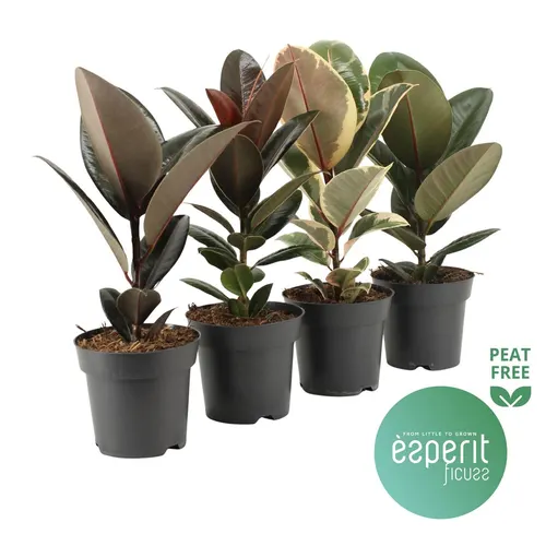 Ficus Gemengd Elastica črepník 14 cm