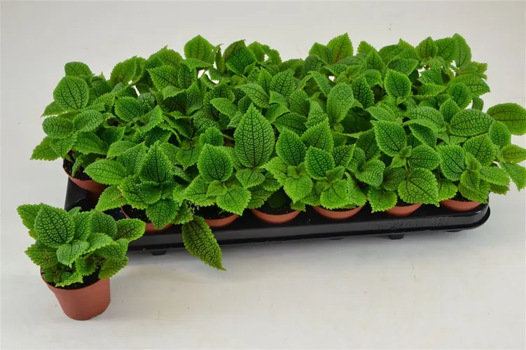 Pilea Alumi črepník 8,5 cm