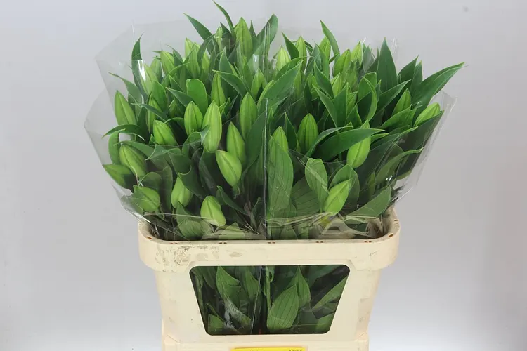 Ľalia orientálna Santander 80 cm
