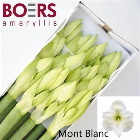 Amarylis Mont Blanc 75 cm