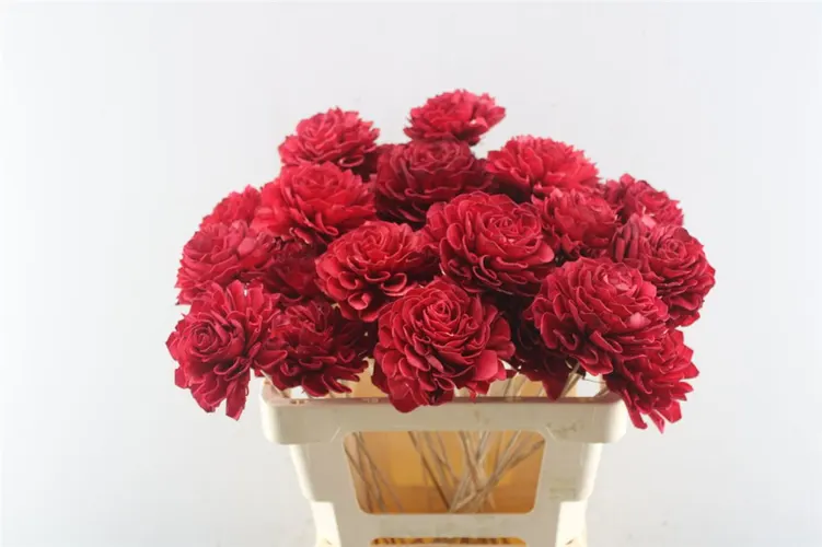 Dahlia Red 10 Cm, sušené 50 cm