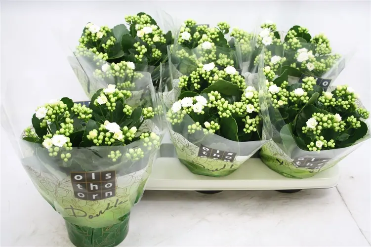 Kalanchoe Calandiva Wit črepník 15 cm