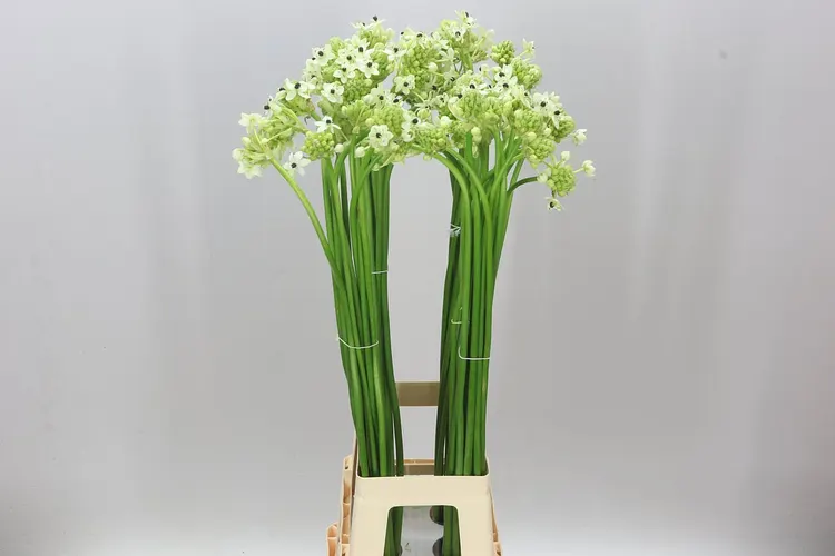 Ornithogalum Saundersiae 90 cm