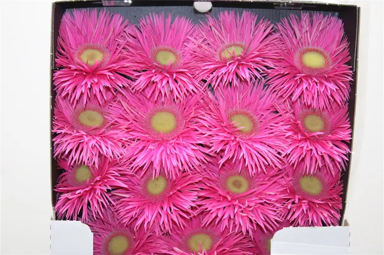 Gerbera Diamond Spider Anette 55 cm