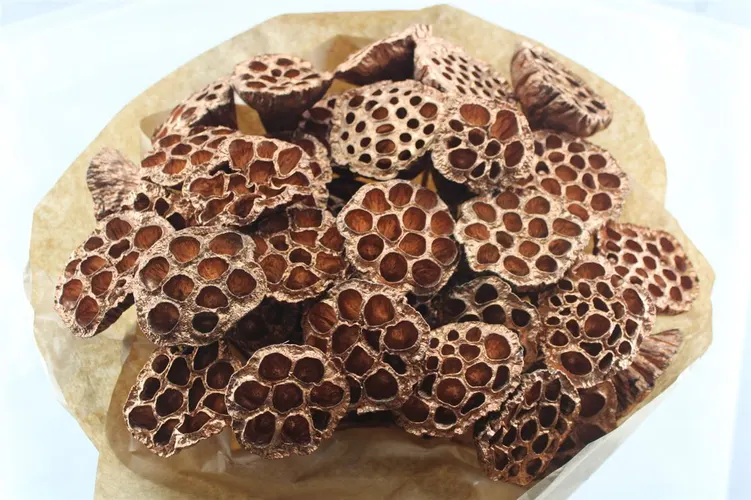 Lotus Copper X40, sušené 50 cm