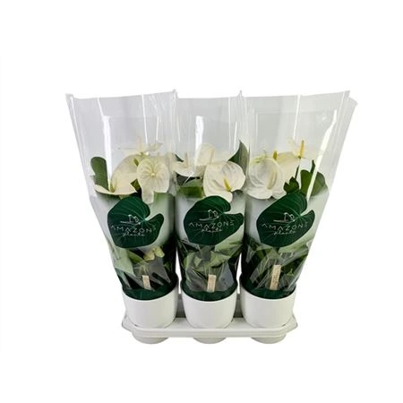 Antúrium White v keramike črepník 19 cm