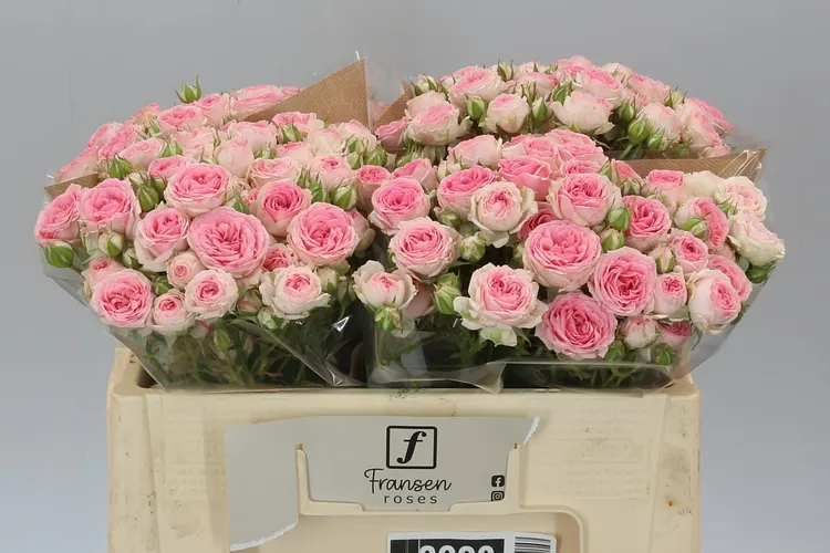 Rosa Tr Kate-lynn 50 cm