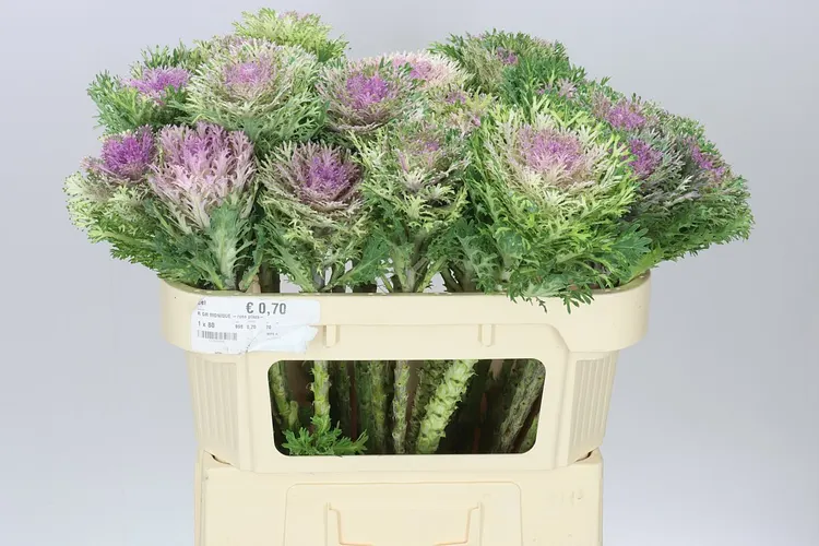 Okrasná kapusta King 70 cm