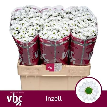 Sant Inzell 55 cm