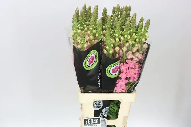 Antirrhinum Early Pink It 70 cm