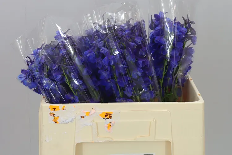 Stračonôžka En Donna Blue 50 cm