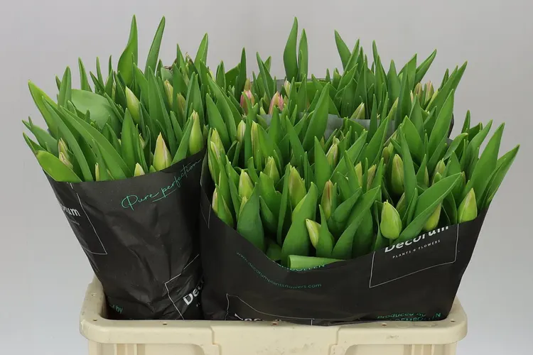 Tulipán jednoduchý Tom Pouce 46 cm