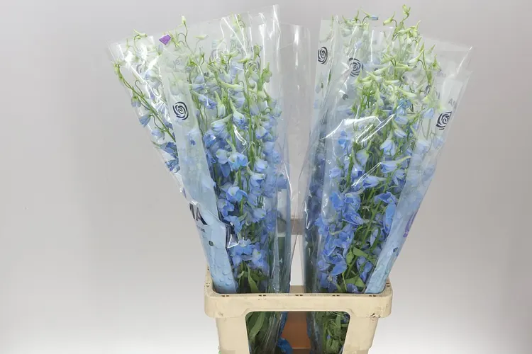 Stračonôžky (Delphinium)