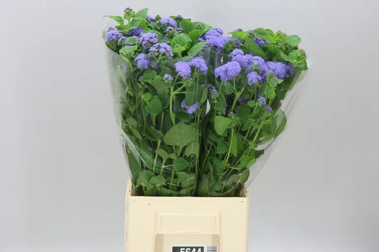 Ageratum H Blue Horizon 65 cm