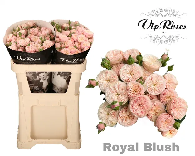 R Tr Royal Blush (vip) 70 cm