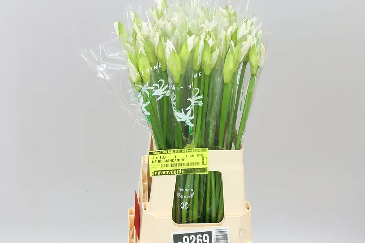 Nerine Bo Biancaneve 60 cm