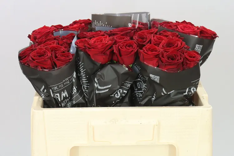 Rosa Gr Red Naomi Wild West 50 cm
