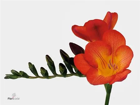 Frézie (Freesia)