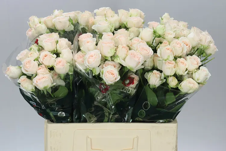 Rosa Tr Sofie Imp 60 cm