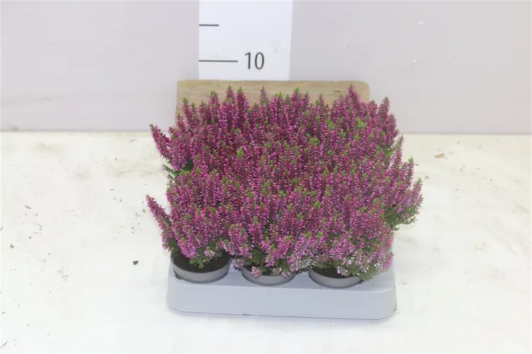 Calluna Beauty Ladies Mini Lila črepník 6 cm