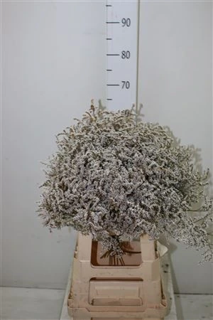 Tataricum 2 kg Box