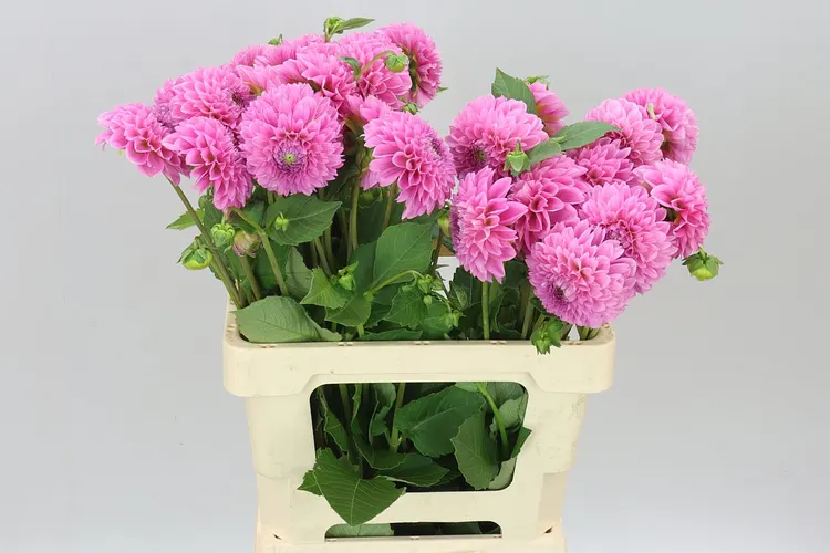 Dahlia Sweet Fabienne 60 cm