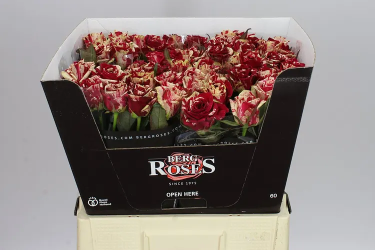 Rosa Gr Harlequin 60 cm