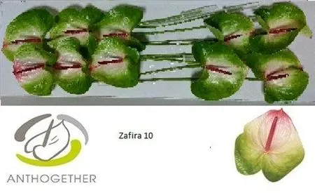 Anth Zafira