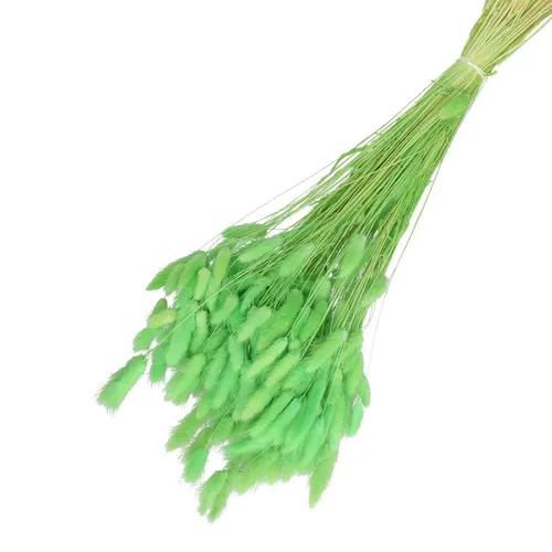 Sušený kvet Lagurus zelená 65 cm