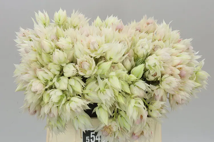 Kaaps Blushing Bride Ice Star 40 cm