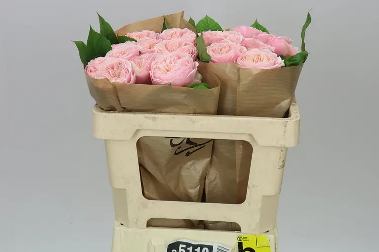 Rosa Gar Tender Love 50 cm