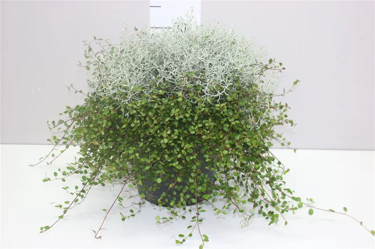 Calocephalus/muehlenbeckia Xl črepník 23 cm