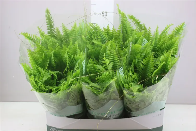 Nephrolepis Green Moment, závesný črepník črepník 19 cm