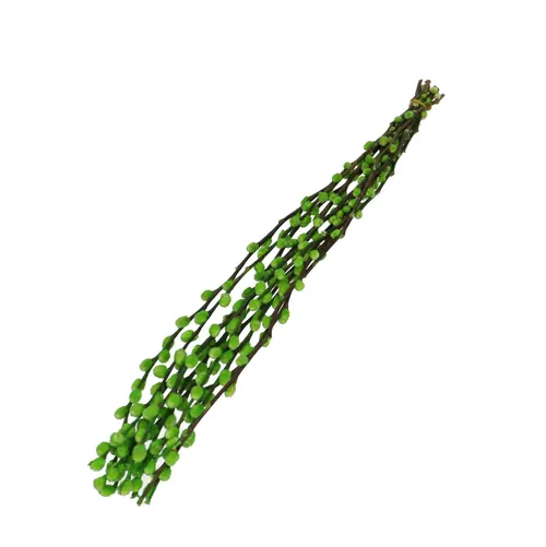 Sušený kvet Willow catkins zelená 70 cm