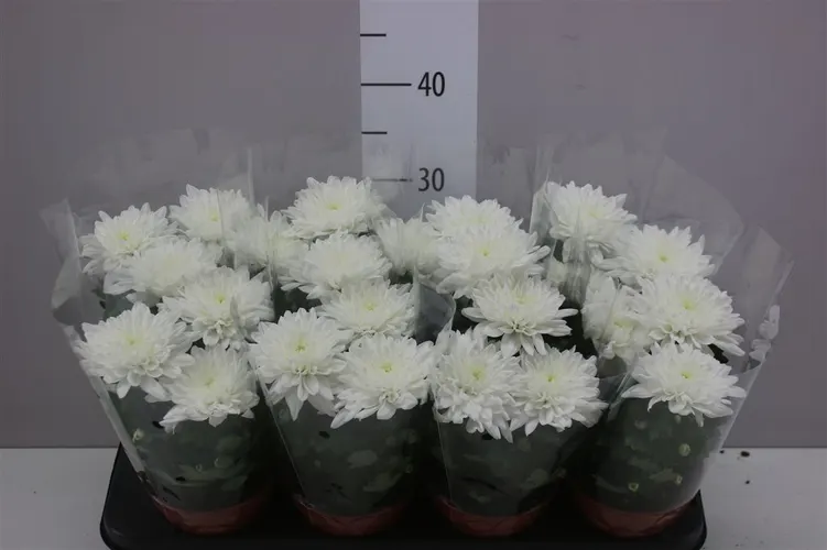 Chryzantéma črepníková Zembla biela črepník 13 cm