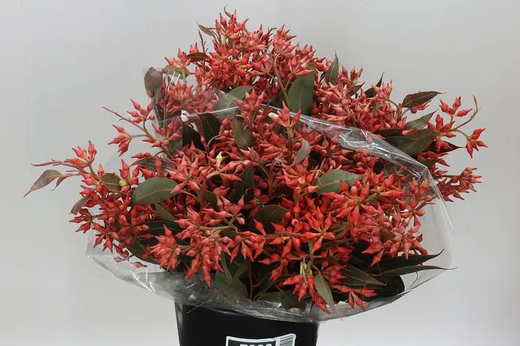 Robusta Red Nuts 60 cm