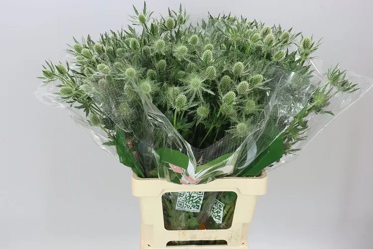 Eryngium / Kotúč (hlavný sklad)