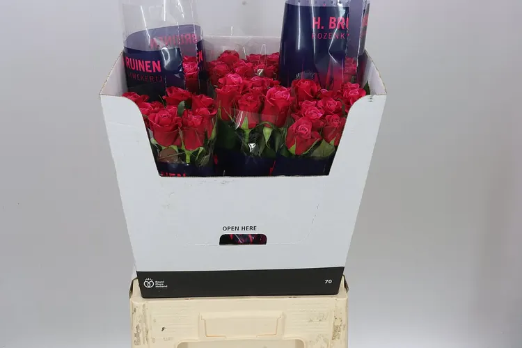 Rosa Gr Suzanne 70 cm