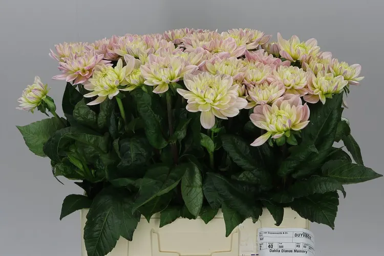 Dahlia Diana's Memory 55 cm