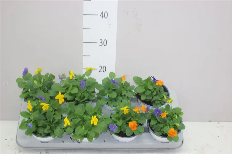 Viola Tricolor Mix In Pot črepník 12 cm